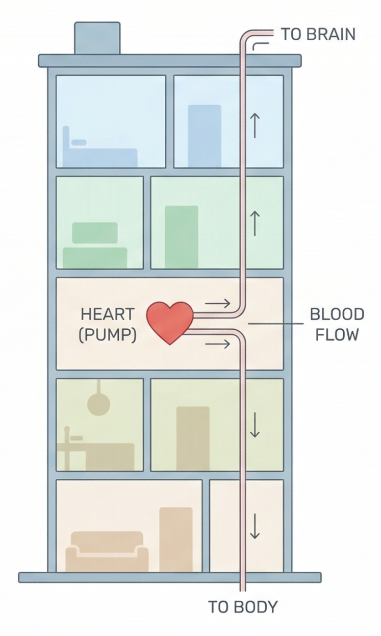 A diagram illustrating a six-story apartment building as a human body analogy. A large central red heart, labeled 'HEART (PUMP)', is on a mid-level floor. Pipes, representing the blood vessels, run up and down the building with small red heart icons flowing through. A blue pipe labeled 'VEIN (RETURN)' and a red pipe labeled 'ARTERY (SUPPLY)' are shown with small arrows indicating the direction of flow. Labels for "BLOOD FLOW" and a legend for 'VEIN' and 'ARTERY' are present. The top pipe is labeled 'TO BRAIN' and the bottom pipe is labeled 'TO BODY'.